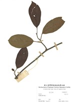 藏品(銀背藤屬)的圖片